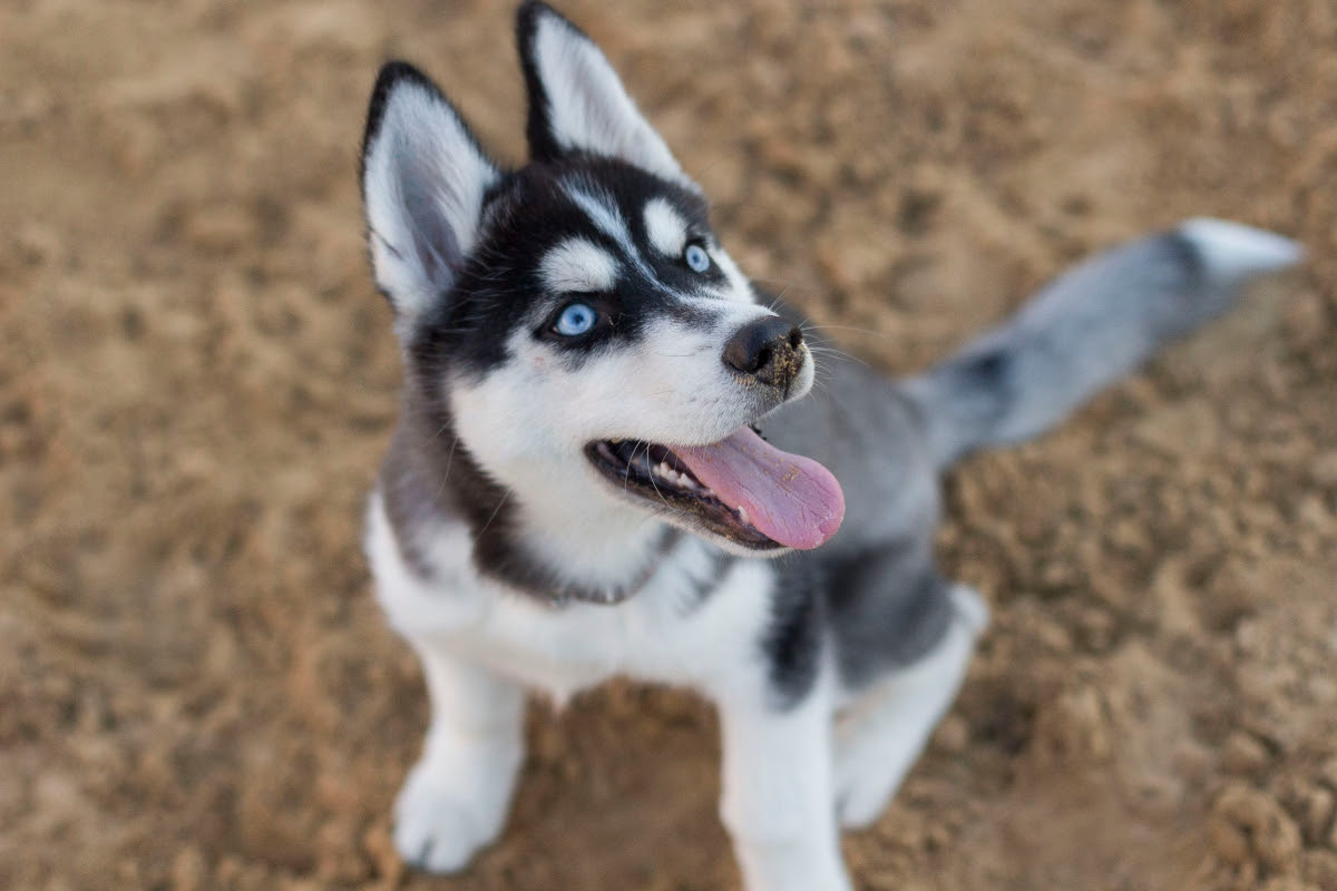Wantedoldmotorcycles.com ) pic hide this posting restore restore this posting 8 Amazing Tips On Training A Husky Puppy Alpha Trained Dog
