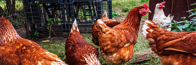 foto de gallinas afuera