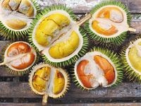 Terbaru 10 Gambar  Buah  Durian Lucu  Gani Gambar 