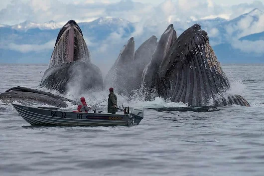 Lonnie Hicksâ€: Breach of Whales. Boats To Float, Waves To Make, Plenty Of Fish To Fry.