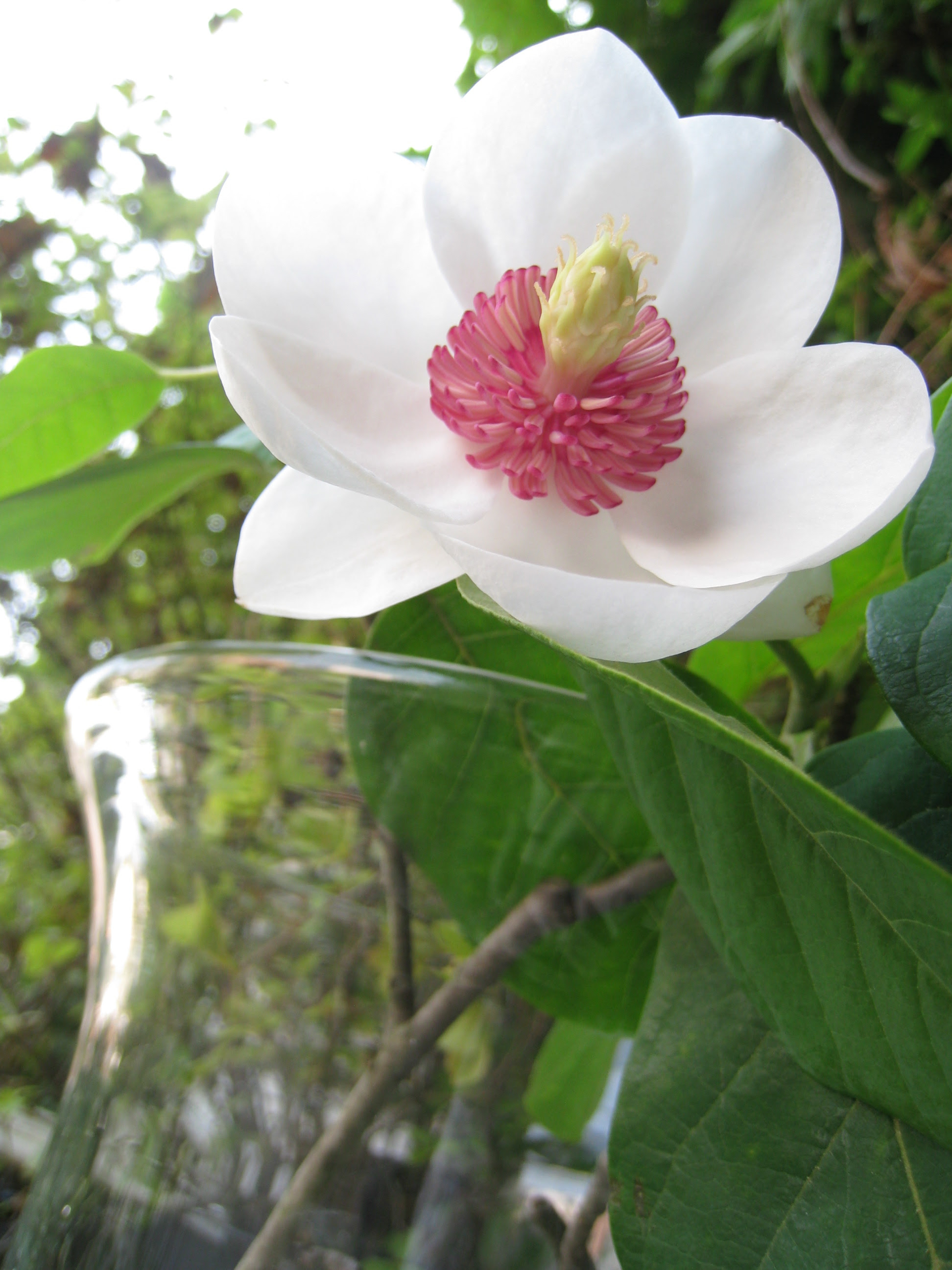 新着香り の 強い 花 すべての美しい花の画像