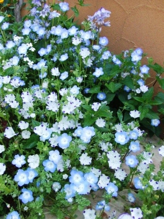 元の寒さ に 強い 花 多年草 美しい花の画像