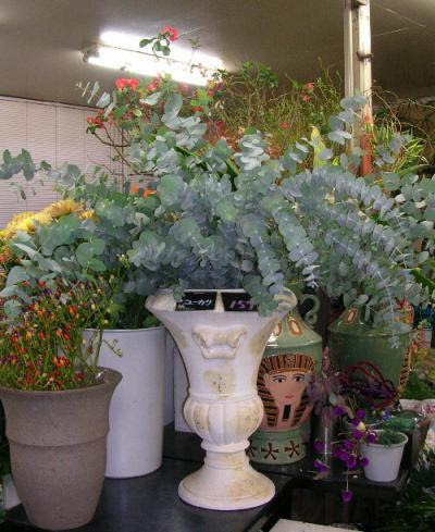 トップ100 ユーカリ 花屋 すべての美しい花の画像