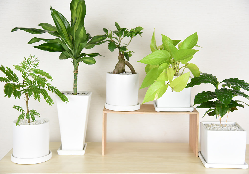 すべての美しい花の画像 無料ダウンロード観葉 植物 入れ物