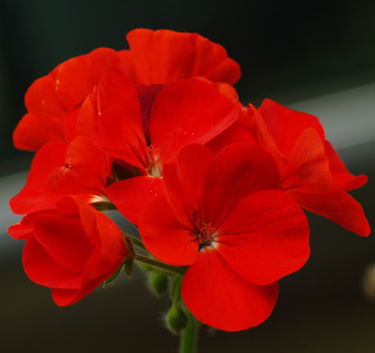 すべての美しい花の画像 新着花 言葉 ゼラニウム