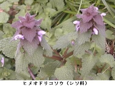 これまでで最高の春 雑草 紫 すべての美しい花の画像