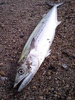 最高のサゴシ まずい 魚のすべて
