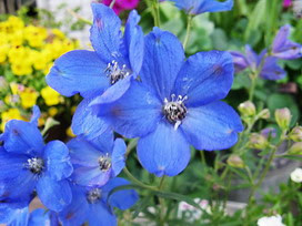 エレガントデルフィニウム ベラドンナ 最高の花の画像