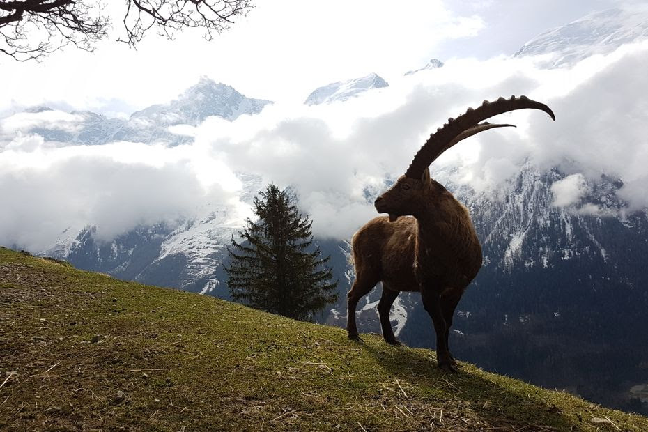 "Notre vieux roi s’est éteint" : le bouquetin François, emblème du parc de Merlet en Haute-Savoie, est mort