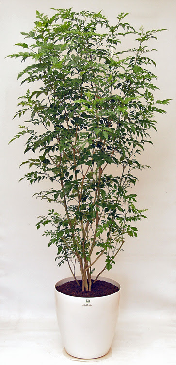 シマトネリコ 葉が落ちる 鉢植え Lopeopga