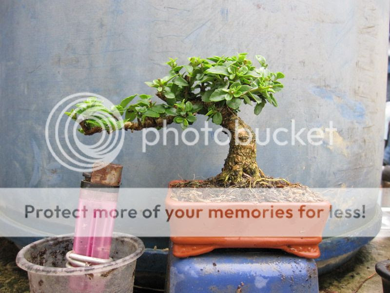  photo IMG_2642_zps4c6726a6.jpg