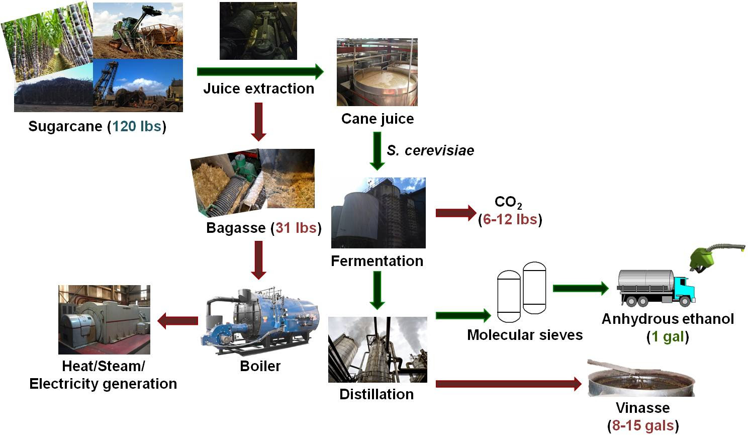 Sugarcane production in brazil could expand by more than 5 million hectares (19,305 square miles) by 2030 to meet demand for ethanol biofuels, according to a study published in the journal energy. Bioenergy Research Group