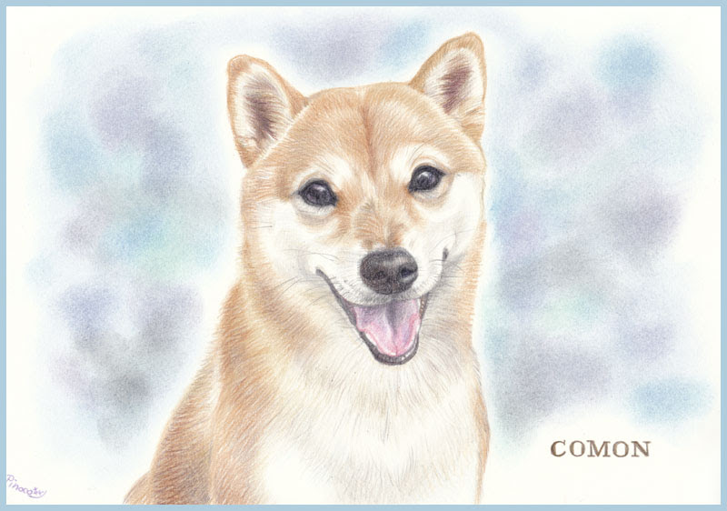 すべての動物画像 これまでで最高の犬 イラスト リアル 柴犬