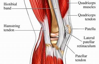 They are attached to the femur (thighbone), tibia (shinbone), and fibula (calf bone) tendons attach the muscles to each other. Ohiodance Knee Anatomy