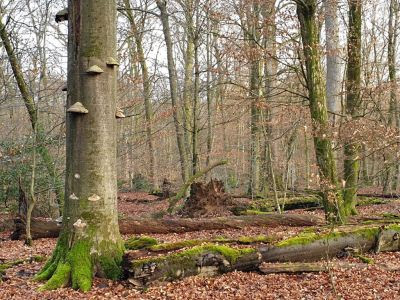 Forêt de Haguenau