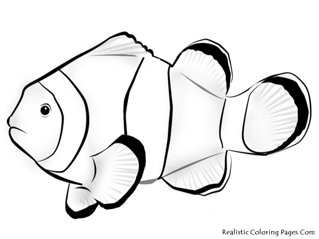 Unduh 52 Tutorial Gambar Ikan Nemo Hd Terbaik Gambar Ikan