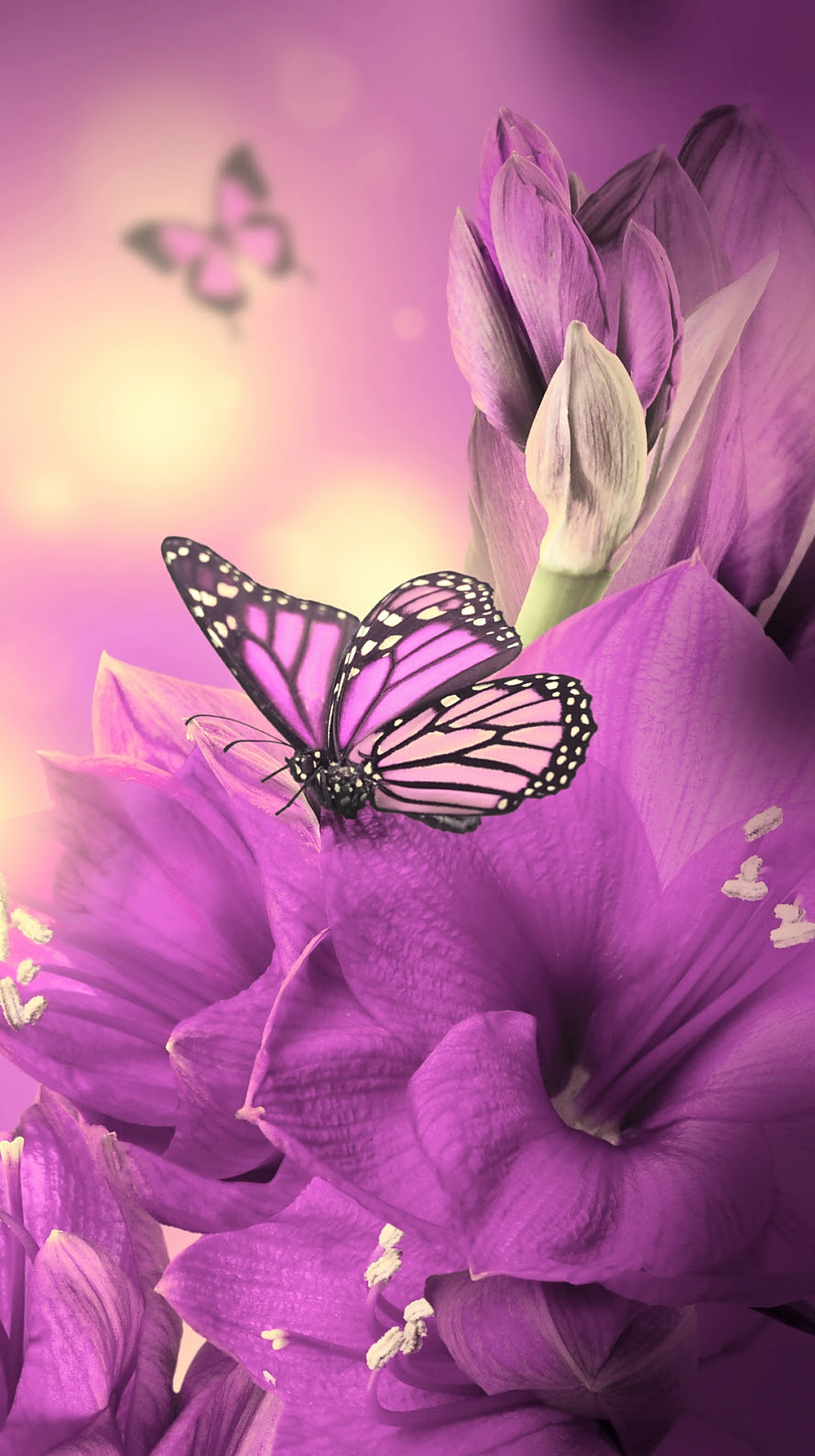 最高蝶 壁紙 ピンク 最高の花の画像