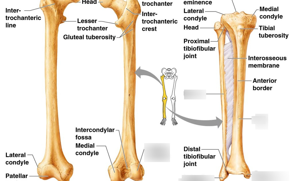Diagram Of Leg Bones / Bones Of The Lower Limb Anatomy And ...