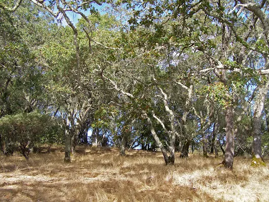 California Oaks: Quaker Meeting in a Google group video Hangout, Nontheist Friends, Meditating Together with Friends (atheist Quakers too) and vis-a-vis World University and School, List of online Quaker Meetings