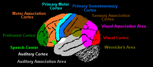 The somatosensory cortex performs its functions within the following areas of the body: Neuroscience For Kids Functional Divisions