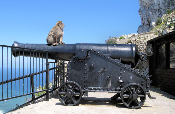 Durch menschlichen einfluss wäre die affenpopulation jedoch schon einmal fast ausgerottet worden: Gibraltar Wo Die Wilden Affen Leben Mortimer