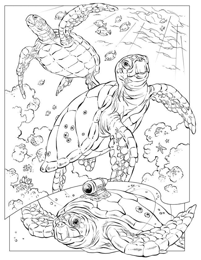 Identify 15 different creatures in these animal coloring sheets. Free Color By Number Animals Download Free Color By Number Animals Png Images Free Cliparts On Clipart Library