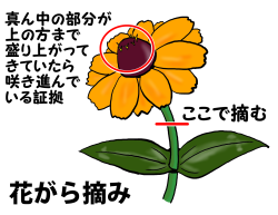 すべての花の画像 心に強く訴えるジニア プロフュージョン 育て方