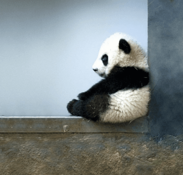 ぜいたく壁紙 動物 赤ちゃん 花の画像