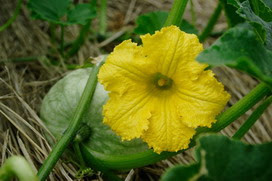 ユニークかぼちゃ 花 言葉 すべての美しい花の画像