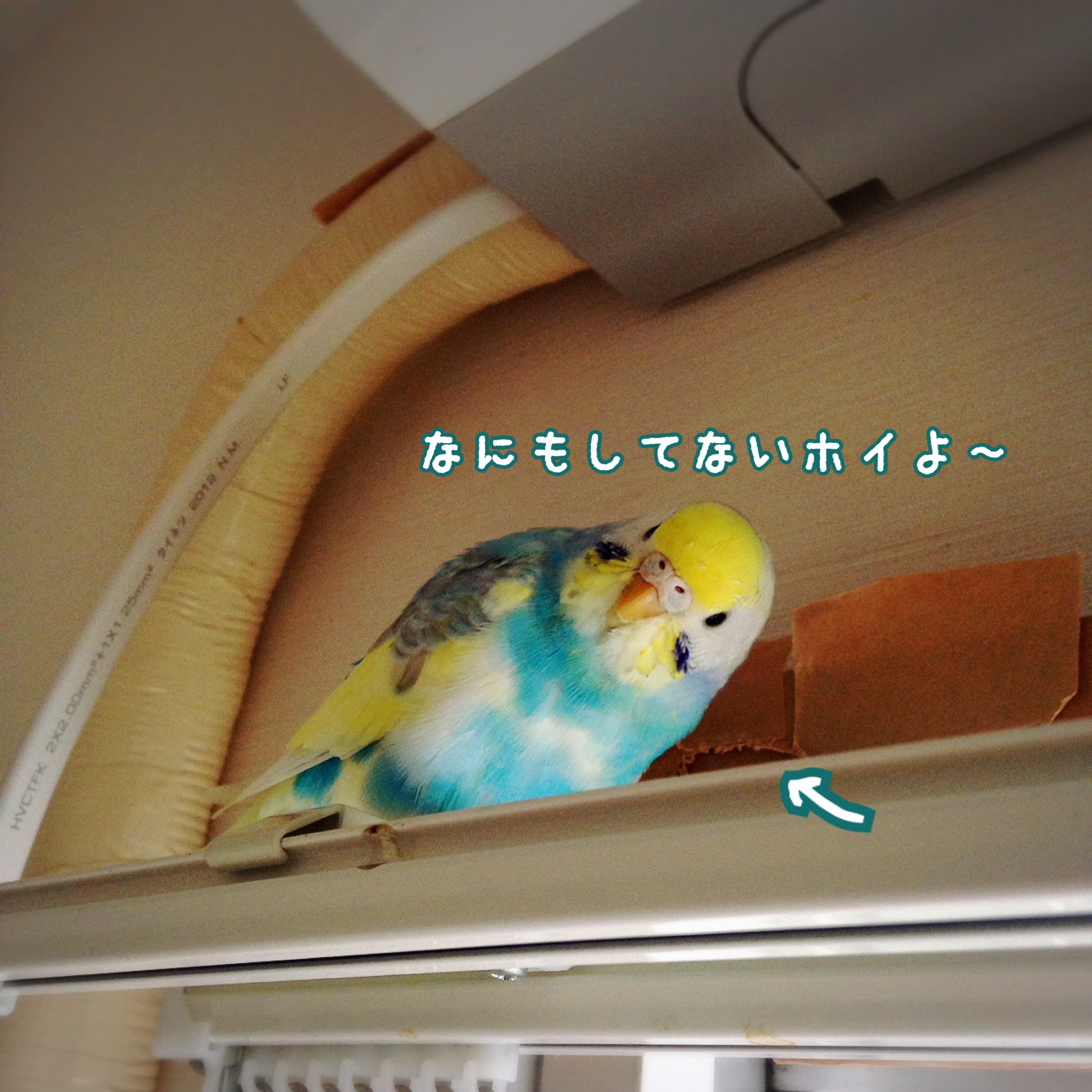 99以上 インコ 壁紙 かじる インコ 壁紙 かじる