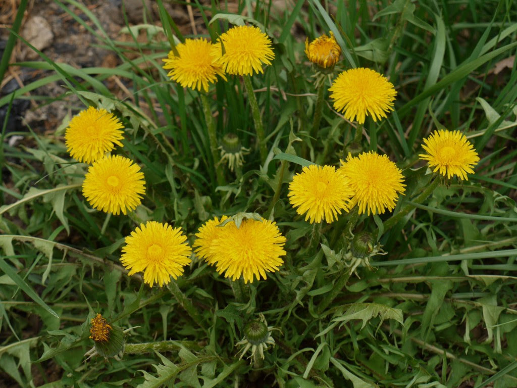 Cat's gardens is an oasis of tropical and specialty plants located in the heart of st. Dandelion And Cat S Ear Identify That Plant