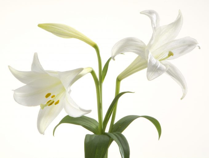 最高純潔 花 言葉 美しい花の画像