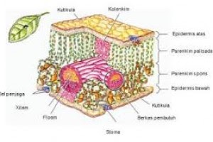 BIOLOGI LATIHAN  JARINGAN  TUMBUHAN DAN HEWAN  PERTEMUAN 6 