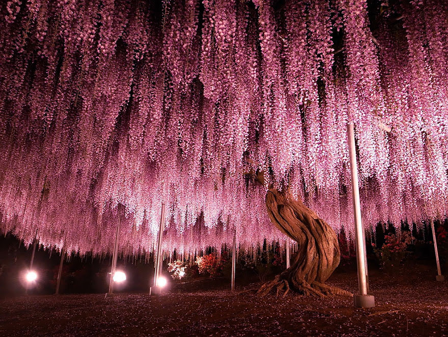 At 1,990 square meters (about half an acre), this huge wisteria is the largest of its kind in Japan.  By Y-fu