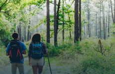 A couple wearing backpacks hikes in a pine forest. 