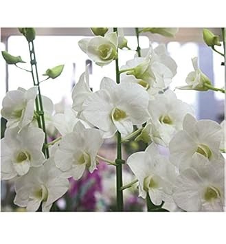 ベスト50 デンファレ 花言葉 白 すべての美しい花の画像