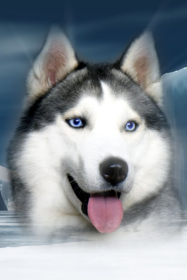 最も人気のある Iphone 壁紙 犬 最高の選択されたhd壁紙画像