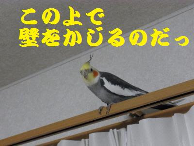 選択した画像 インコ 壁紙 かじる インコ 壁紙 かじる 対策