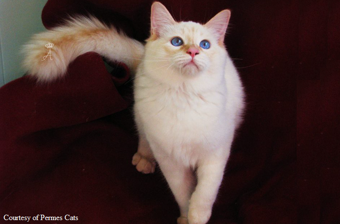 The balinese is often a svelte cat with long tapering lines, very lithe but strong and muscular. Azureys Cats Rare Points Information