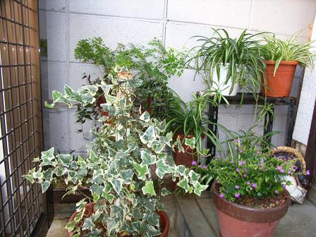 すべての美しい花の画像 Hd限定北側 玄関 植物