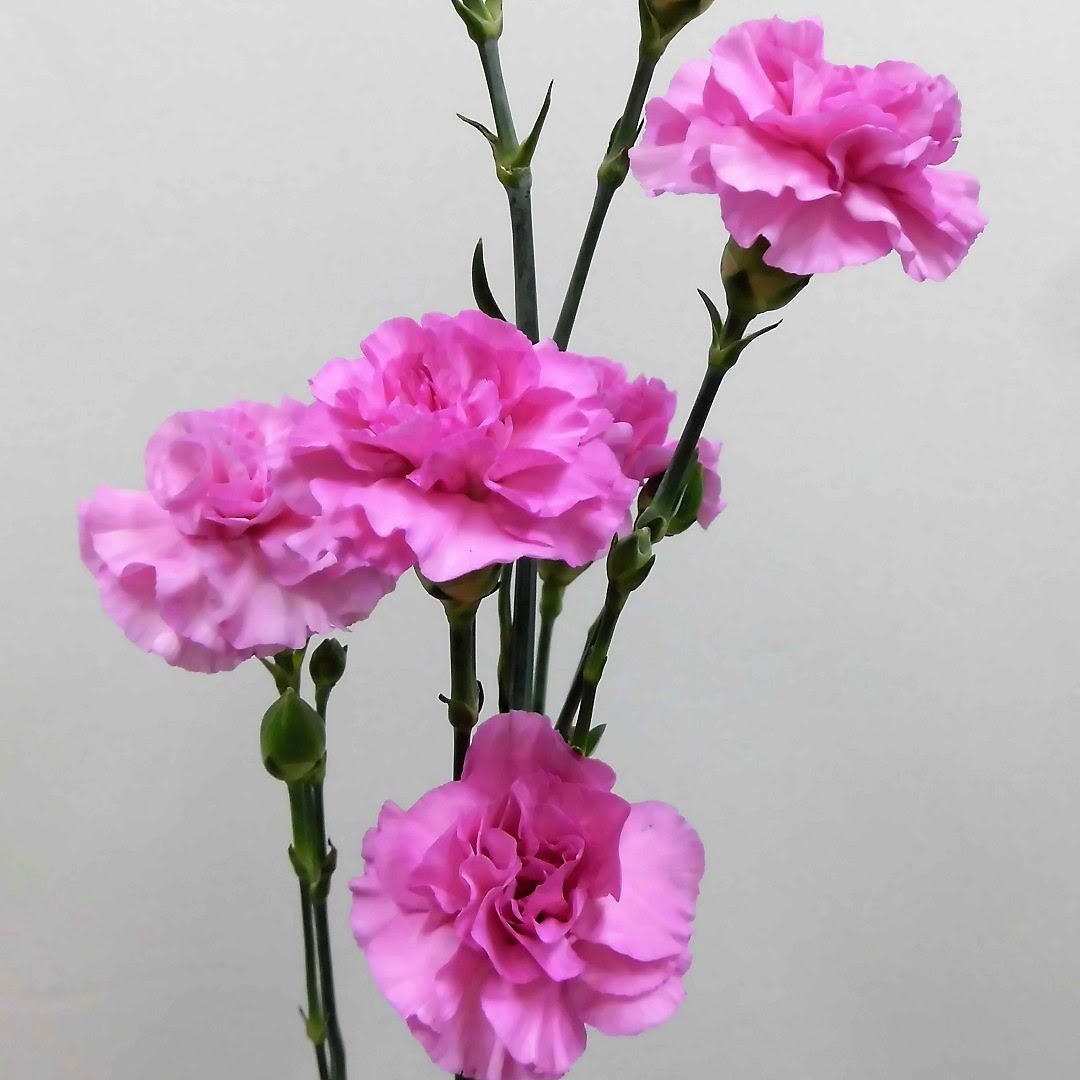 ベストカーネーション ピンク 品種 最高の花の画像