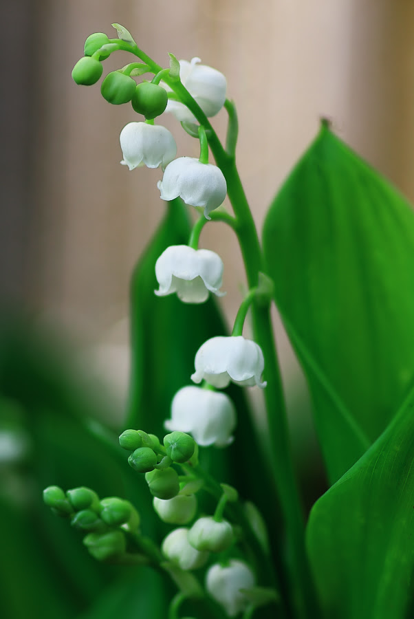 すべての美しい花の画像 最高かつ最も包括的なすずらん 花 言葉