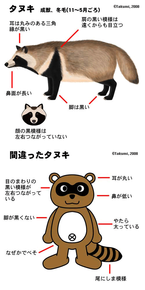 美しい花の画像 ぜいたくリアル かわいい たぬき イラスト