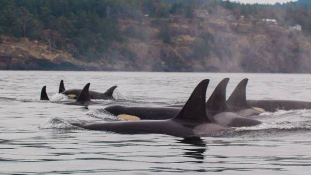 Orcas vivem mais quando têm avó