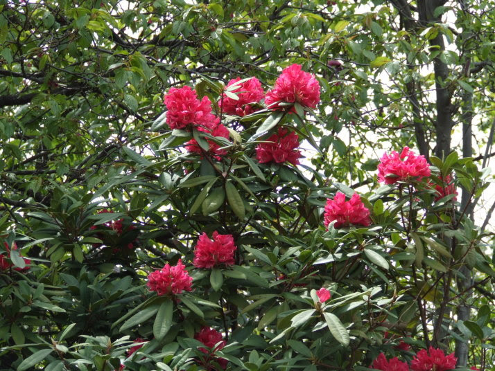 すべての花の画像 最高春 4 月 春 赤い 花