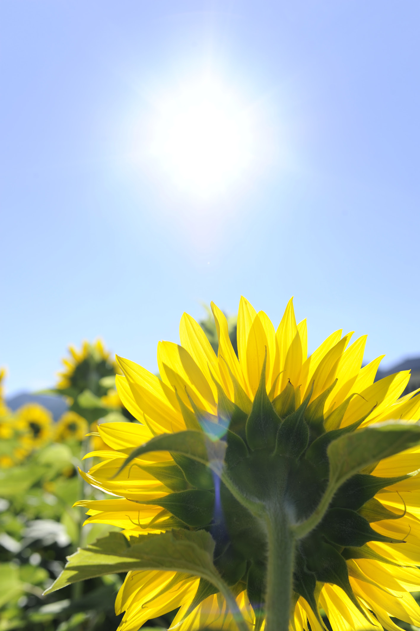 すべての美しい花の画像 上向日葵 と 太陽