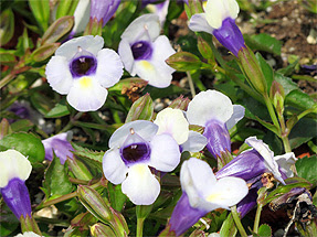 最高かつ最も包括的な夏すみれ 花 最高の花の画像
