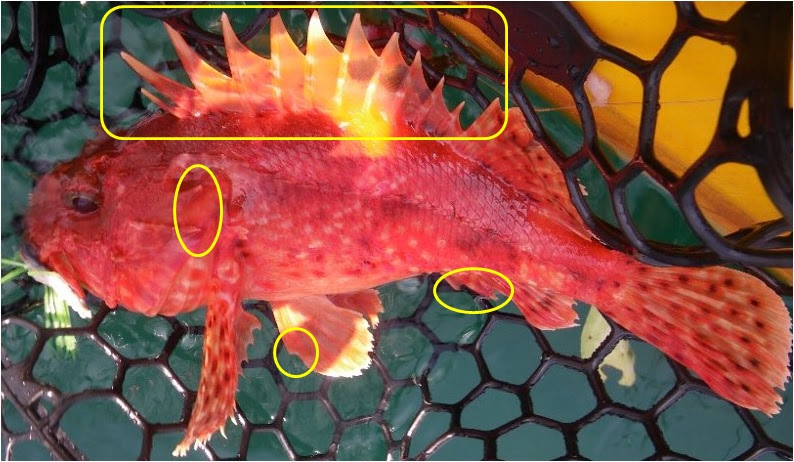 最高のカサゴ 毒針 取り方 魚のすべて