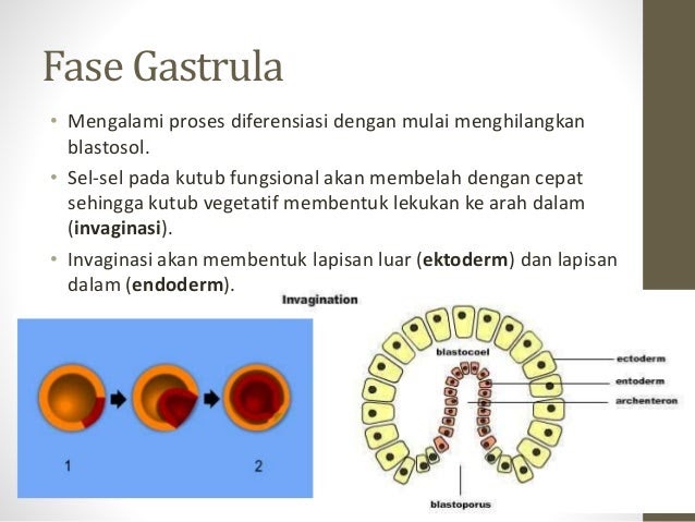 Contoh Hewan  Berkembang  Biak  Secara Ovovivipar  Contoh Kertas