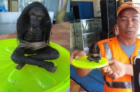 BUKAN GOSIP (katanya)!!! JENGLOT DUDUK BERSILA YANG SEDANG HEBOH DITEMUKAN WARGA DI PANTAI PULAU HARAPAN,BERIKUT KISAHNYA..